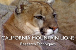 California Mountain Lions, Episode 2: Research Techniques