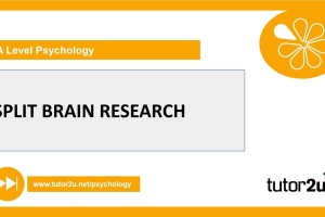 Split Brain Research Explained | Biopsychology | A-Level Psychology